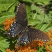 Eastern Tiger Swallowtail (female)