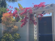 29th May 2024 - Bougainvillea on a trellis 