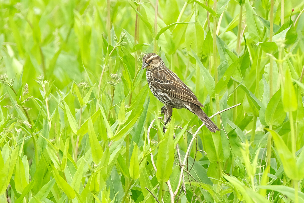 Red Wing Blackbird (Female) by lsquared