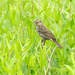 Red Wing Blackbird (Female) by lsquared