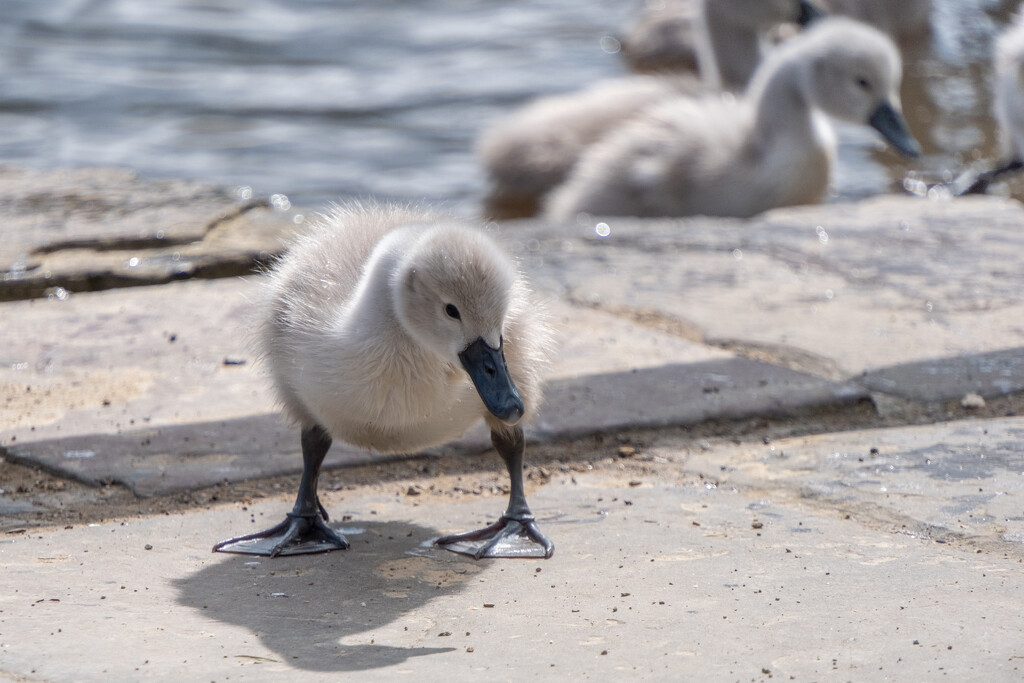 Cygnet - Golden Acre Park, Leeds.  by lumpiniman