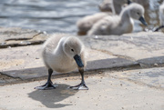 29th May 2024 - Cygnet - Golden Acre Park, Leeds. 