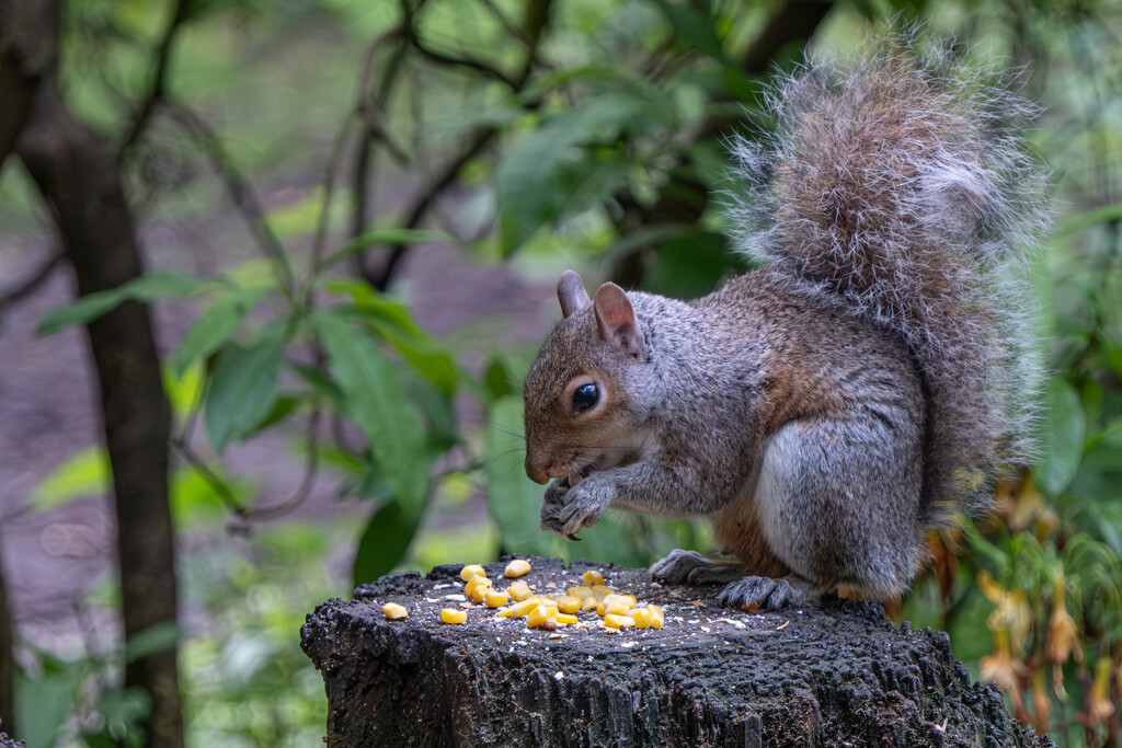 Grey Squirrel, Golden Acre Park, Leeds. by lumpiniman