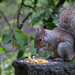 Grey Squirrel, Golden Acre Park, Leeds.