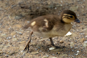 28th May 2024 - Duckling - Golden Acre Park, Leeds
