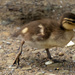 Duckling - Golden Acre Park, Leeds by lumpiniman