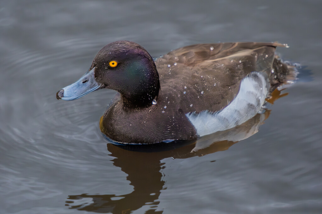 Duck, Golden Acre Park, Leeds. by lumpiniman