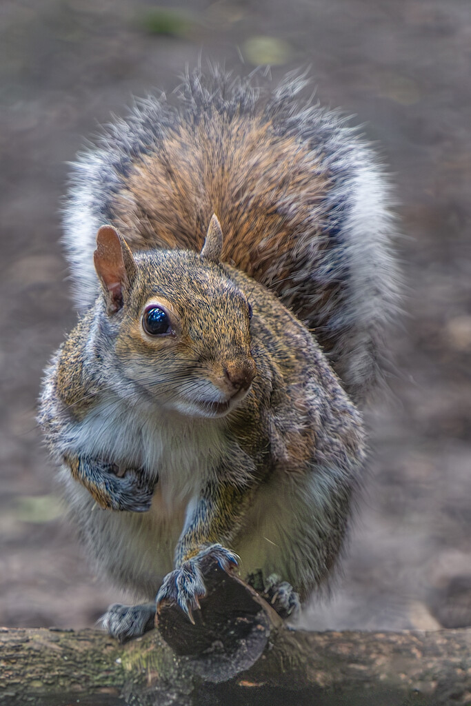 Squirrel, Golden Acre Park, Leeds. by lumpiniman