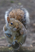 28th May 2024 - Squirrel, Golden Acre Park, Leeds.
