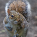 Squirrel, Golden Acre Park, Leeds.