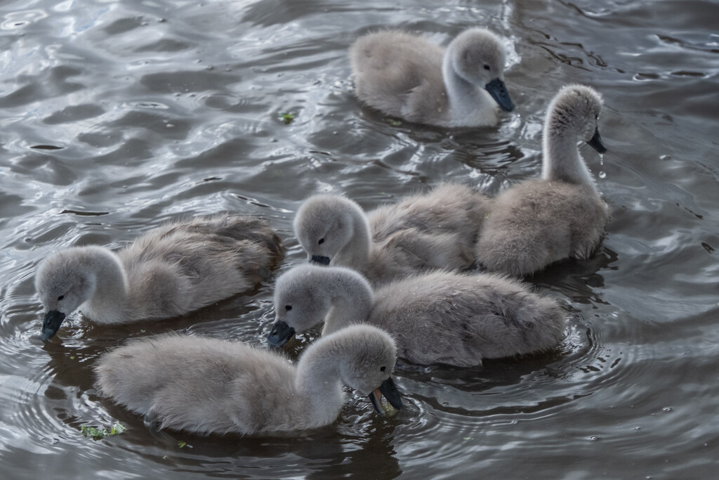 A bevy of Cygnets, Golden Acre Park, Leeds. by lumpiniman