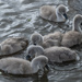 A bevy of Cygnets, Golden Acre Park, Leeds.
