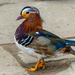 Mandarin Duck, Golden Acre Park, Leeds.