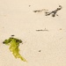 Randomly on the sand…… by billdavidson