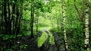 29th May 2024 - 150/366 - Chapeltown Woods, Sheffield, UK 