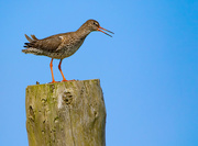 29th May 2024 - Redshank