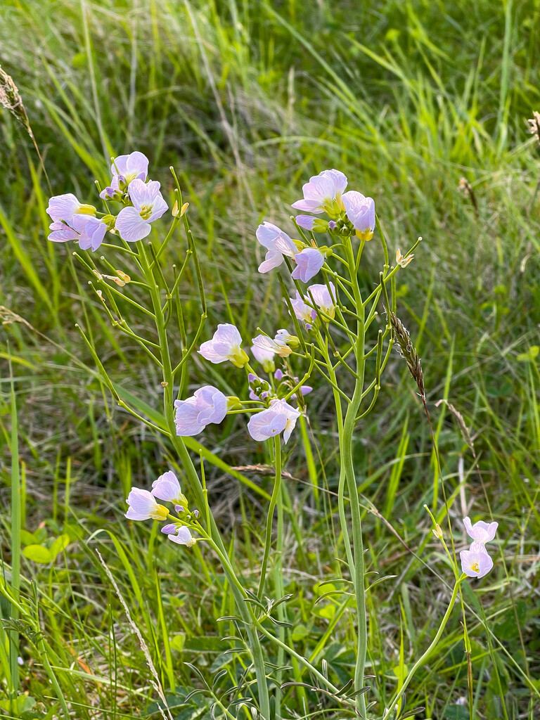 Cuckoo Flower by lifeat60degrees