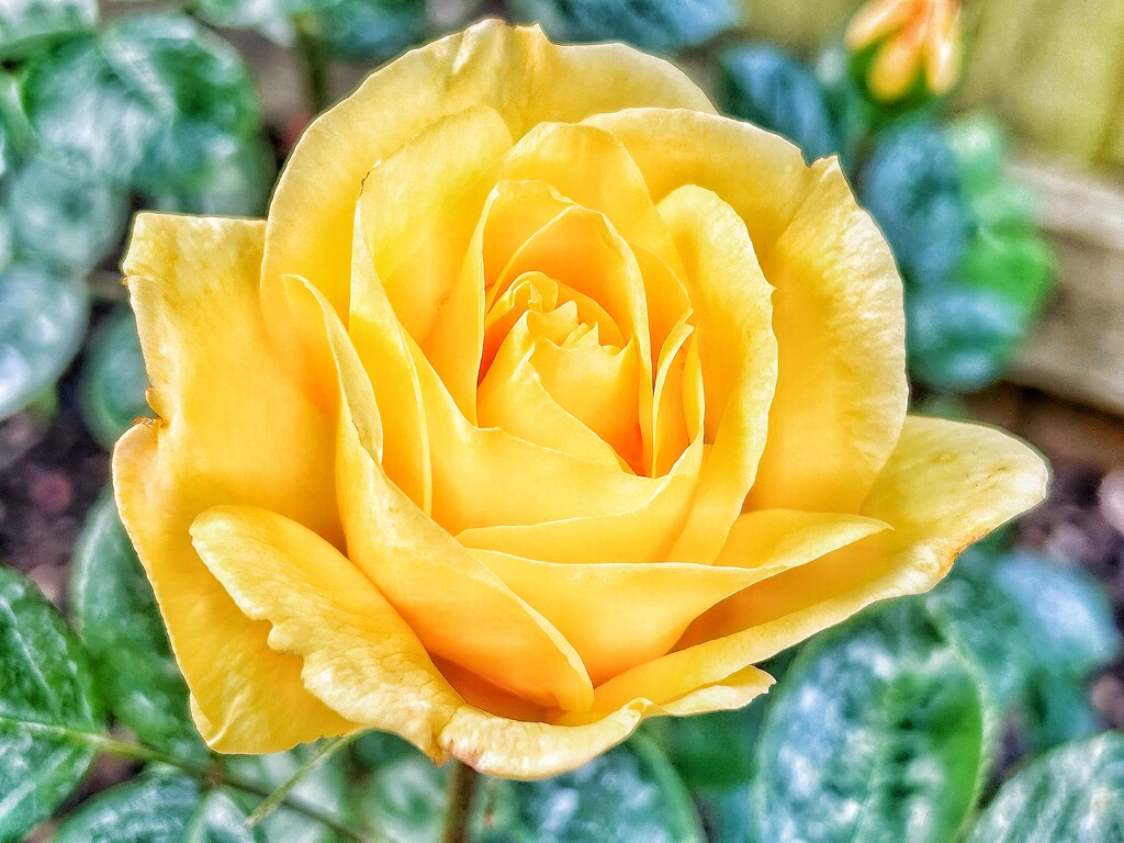 Yellow Rose by carole_sandford