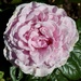 Lilac rose