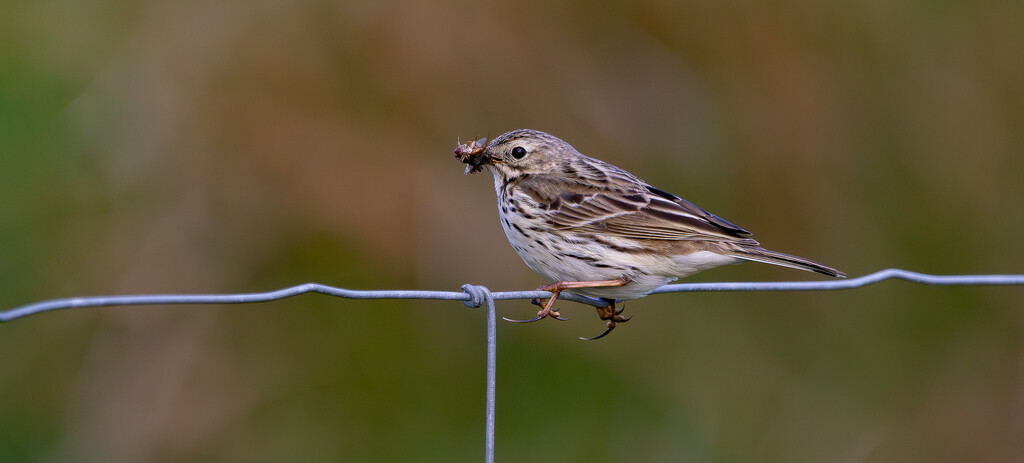 Meadow Pipit by lifeat60degrees
