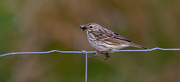 29th May 2024 - Meadow Pipit