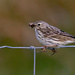 Meadow Pipit by lifeat60degrees