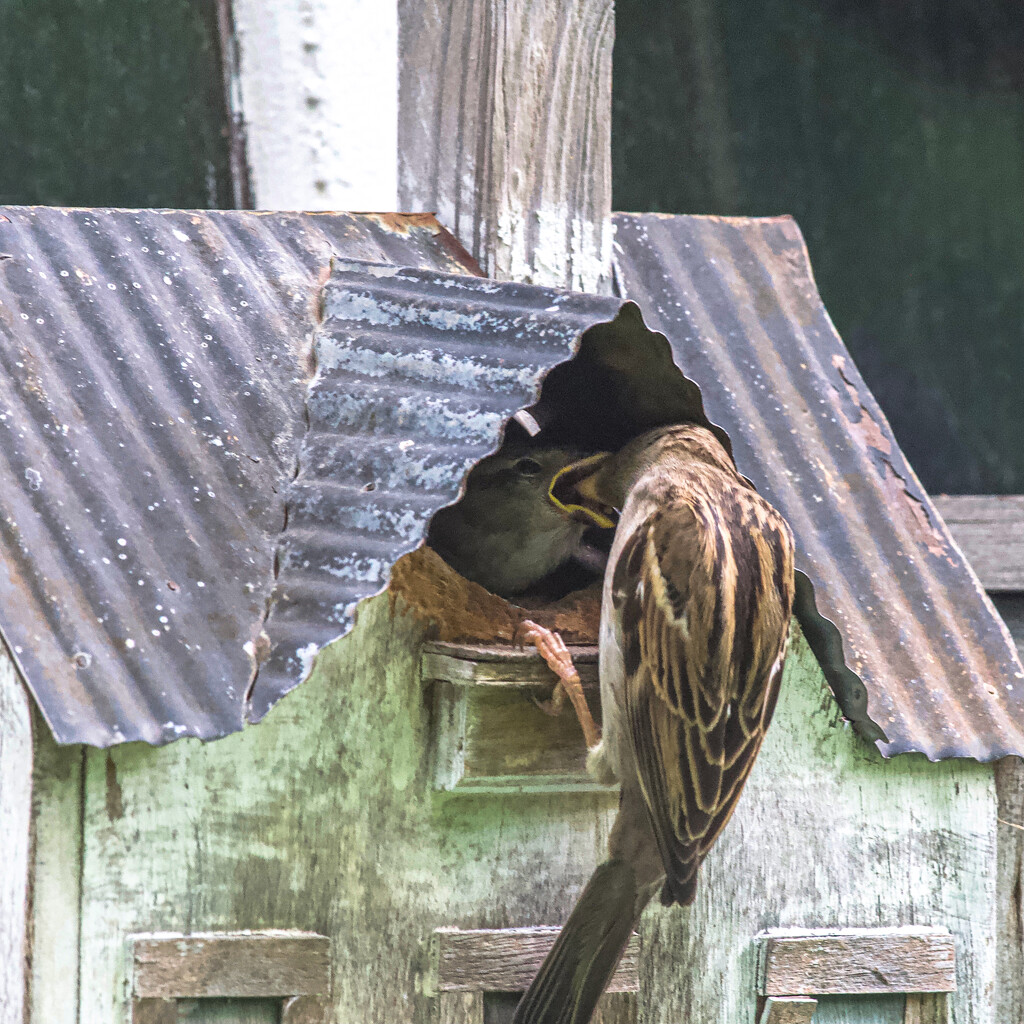 Nourishment for a Nestling by berelaxed