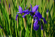 28th May 2024 - Flag Irises