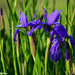 Flag Irises