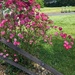 Flowering Bush by julie