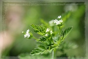 10th May 2024 - Wild chervil blooms...