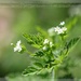 Wild chervil blooms... by marlboromaam