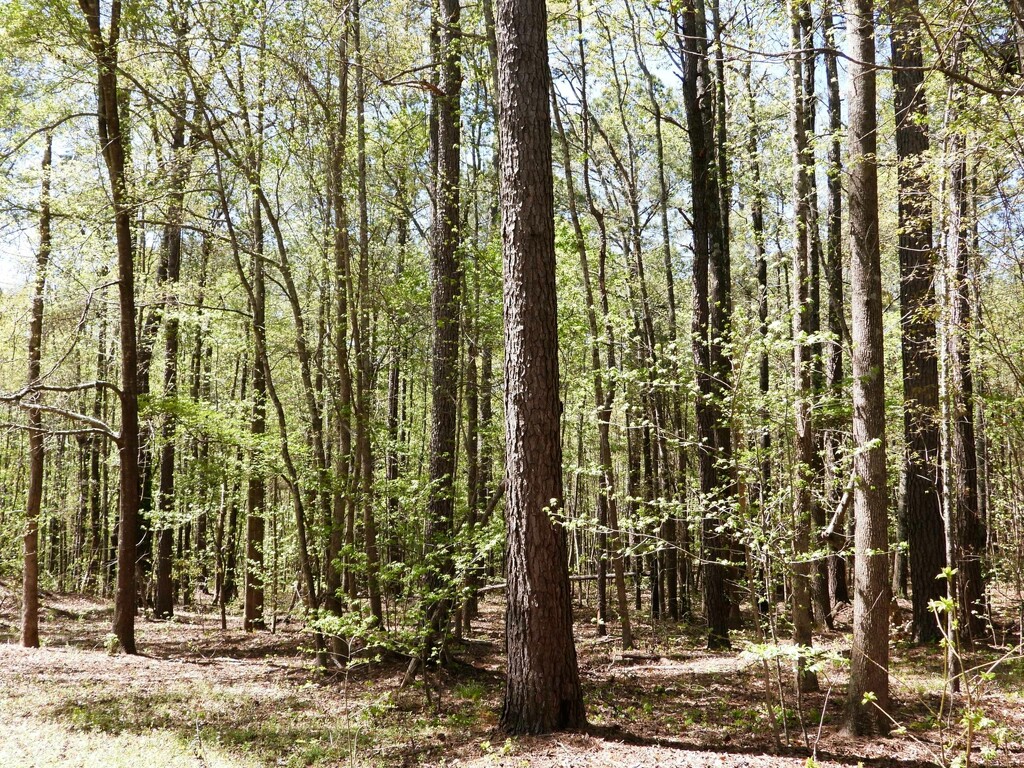 Spring woods... by marlboromaam