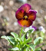 29th May 2024 - Pansy