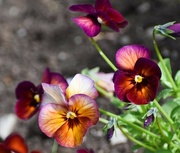 29th May 2024 - More Pansies