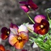 More Pansies