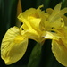 Yellow Iris by 365projectorgheatherb