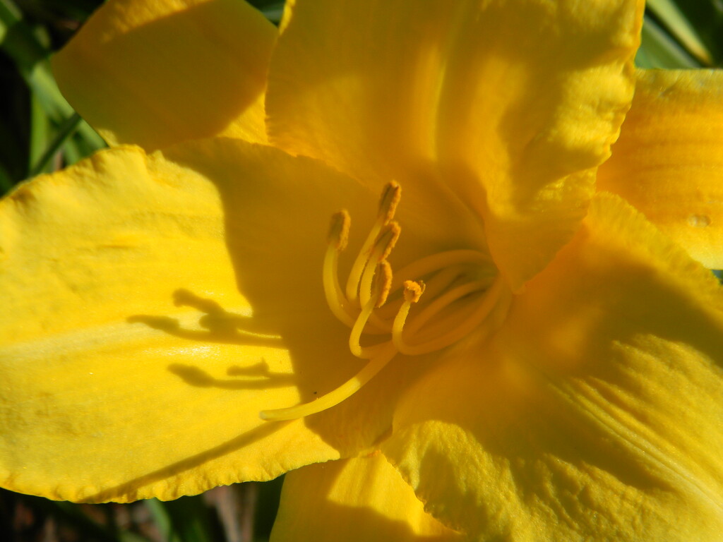 Daylily Closeup in Parking lot by sfeldphotos