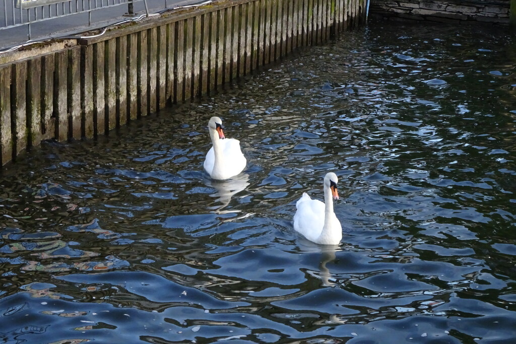 couple of swans by anniesue