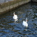 couple of swans