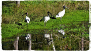 30th May 2024 -   Ibis & Reflections At The Lake ~ 