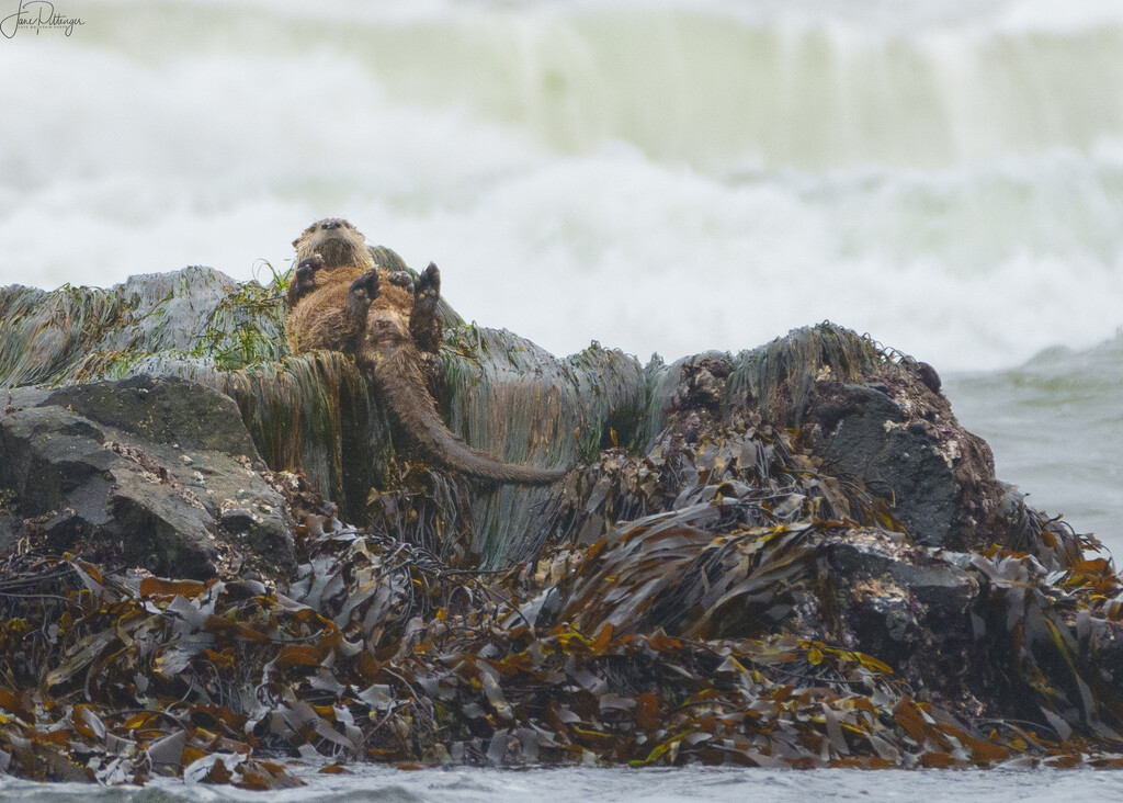 Sea Otter Showing Her Privates by jgpittenger