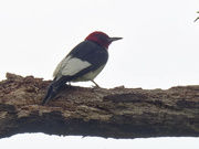24th May 2024 - red-headed woodpecker