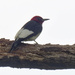 red-headed woodpecker by rminer