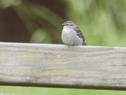 24th May 2024 - chipping sparrow