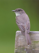 24th May 2024 - Eastern phoebe