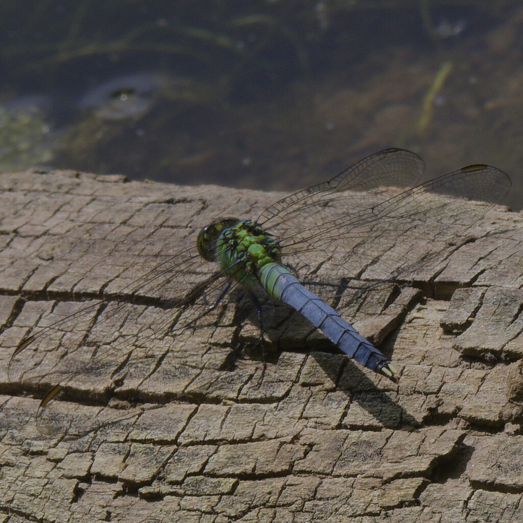 Eastern Pondhawk by rminer