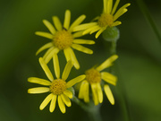 27th May 2024 - ragwort