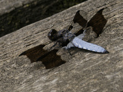 27th May 2024 - common whitetail dragonfly 