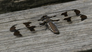 27th May 2024 - common whitetail dragonfly 